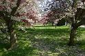 2007-04-12, Japanisches Palais (2)
